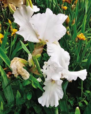 Irises are a unique flower that add beauty to any floral garden or bouquet of flowers. The iris is the birth month flower of February, the 25th wedding anniversary flower, and the state flower of Tennessee. It is also considered by some to represent royalty and power. Kathleen Guill | Altus Times