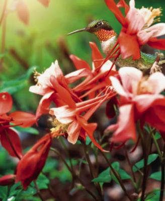 Pictured is a ruby-throated hummingbird hovering over a blooming trumpet vine. Kathleen Guill | Press-Leader