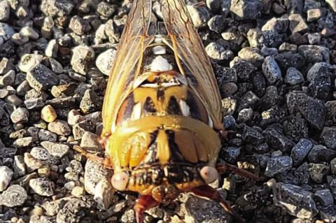 Pictured is a freshly molted annual cicada in Tillman County. Contrary to popular belief, cicadas pose no threat to farmers or ranchers, or their crops or animals. Kathleen Guill | Press-Leader