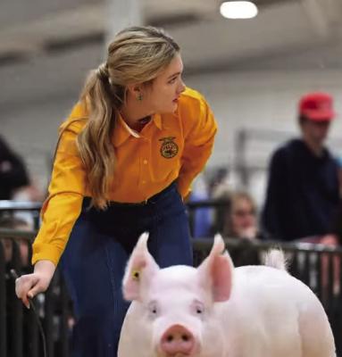 The 79th annual Jackson County Jr. Livestock show was held the last weekend of February, culminating in awards and a premium sale. Additional photos and information inside. Pictured is Cadee Rose from Navajo FFA showing her pig. Courtesy photo