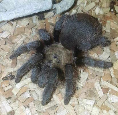 Local male Brown Tarantulas will soon be on the move looking for love across the Sooner State. Pictured is Brown Bart, an Arkansas Brown Tarantula who unwillingly migrated to Oklahoma. Kathleen Guill | Press-Leader